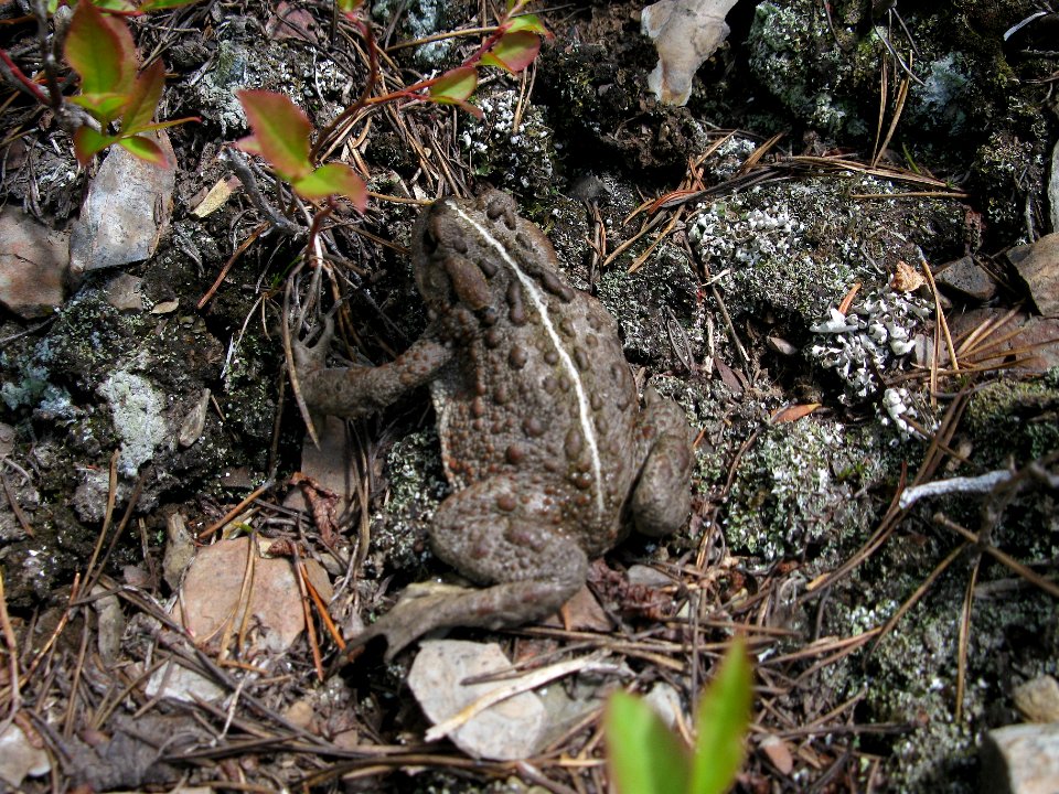 Western Boreal Toad