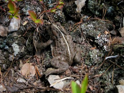 Western Boreal Toad