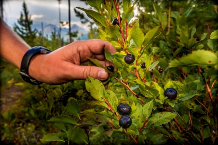 Huckleberries photo