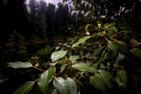 Black Cottonwood (Populus balsamifera)
