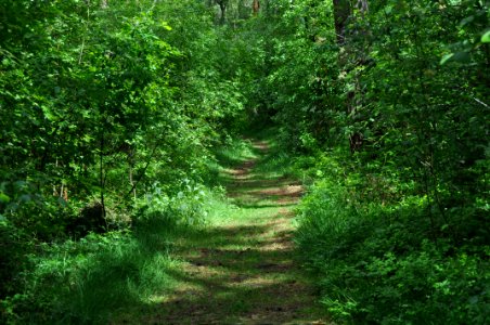 Waldweg photo