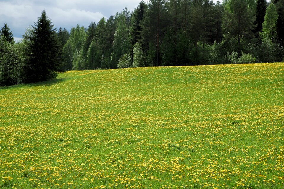 Nature spring summer