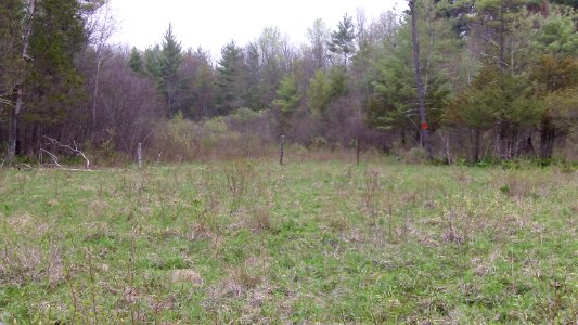 New England cottontail habitat photo