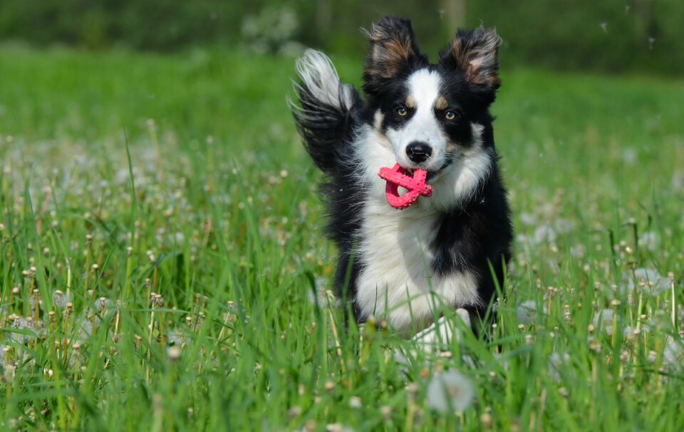Dog summer dandelion meadow