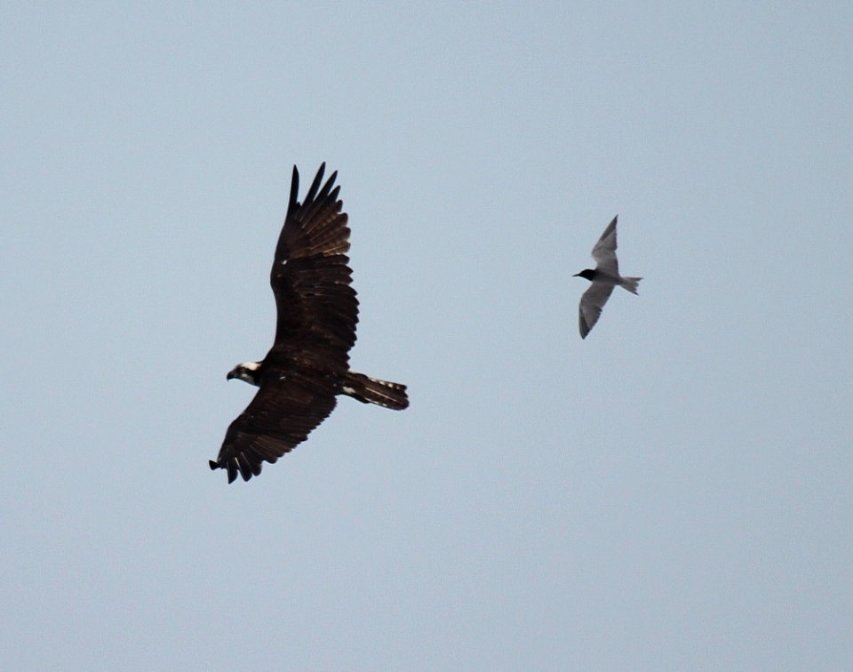 Black Tern and Osprey