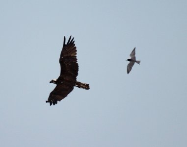 Black Tern and Osprey