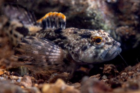Checkered Sculpin