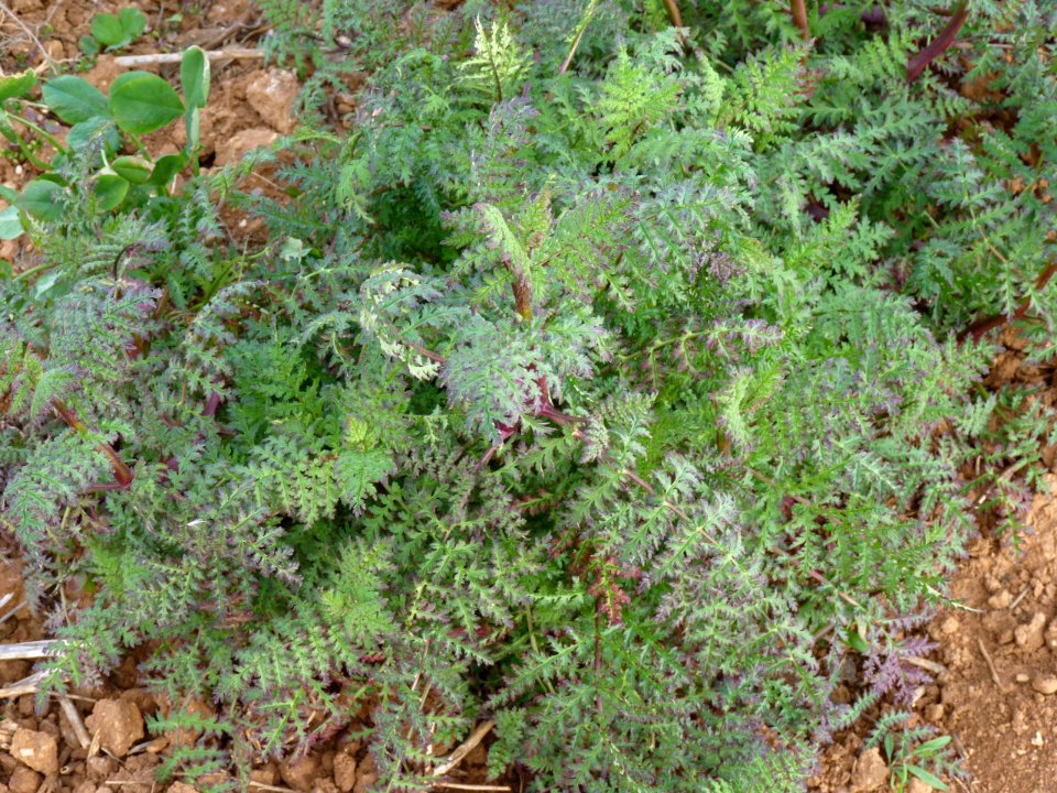 Phacelia tanacetifolia
