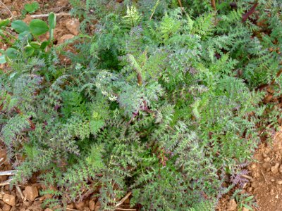 Phacelia tanacetifolia
