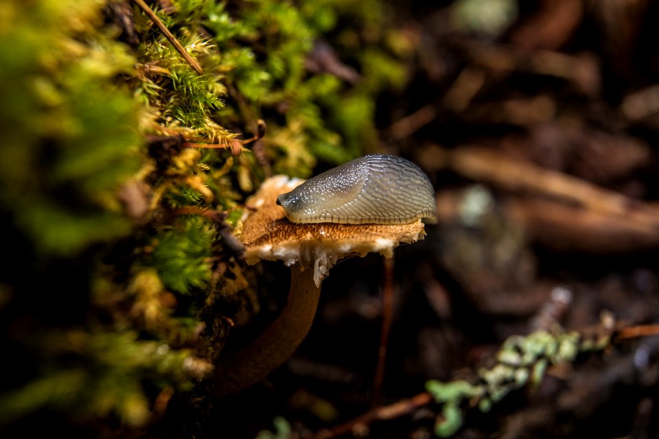 Slug on a Mushroom