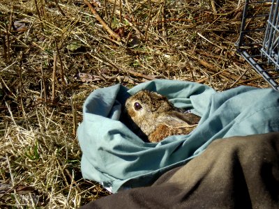 Finding New England cottontails