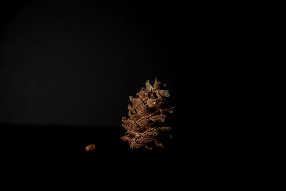 Whitebark Pine (Pinus albicaulis) Cone photo