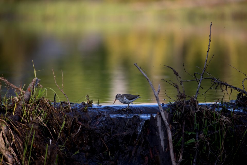 Spotted Sandpiper on Beaver Dam
