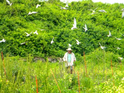 Great Gull Island, NY
