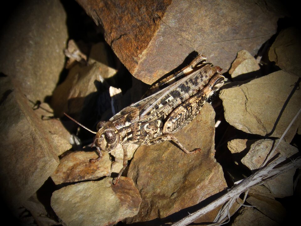Arthropod rocks macro