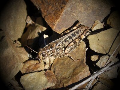 Arthropod rocks macro