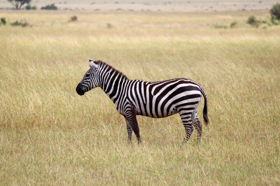 Animal wilderness reserve