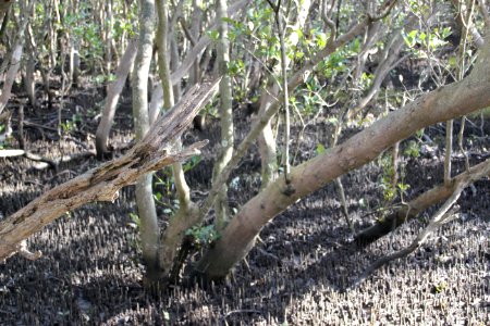 Avicennia marina. Grey Mangrove photo