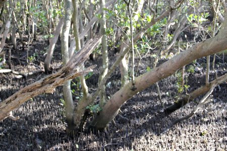 Avicennia marina. Grey Mangrove
