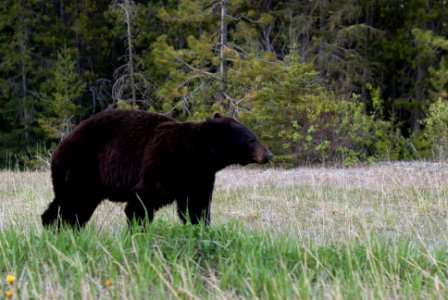 Bear - National Park (1)