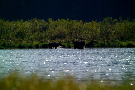 Moose at Kootenai Lakes photo