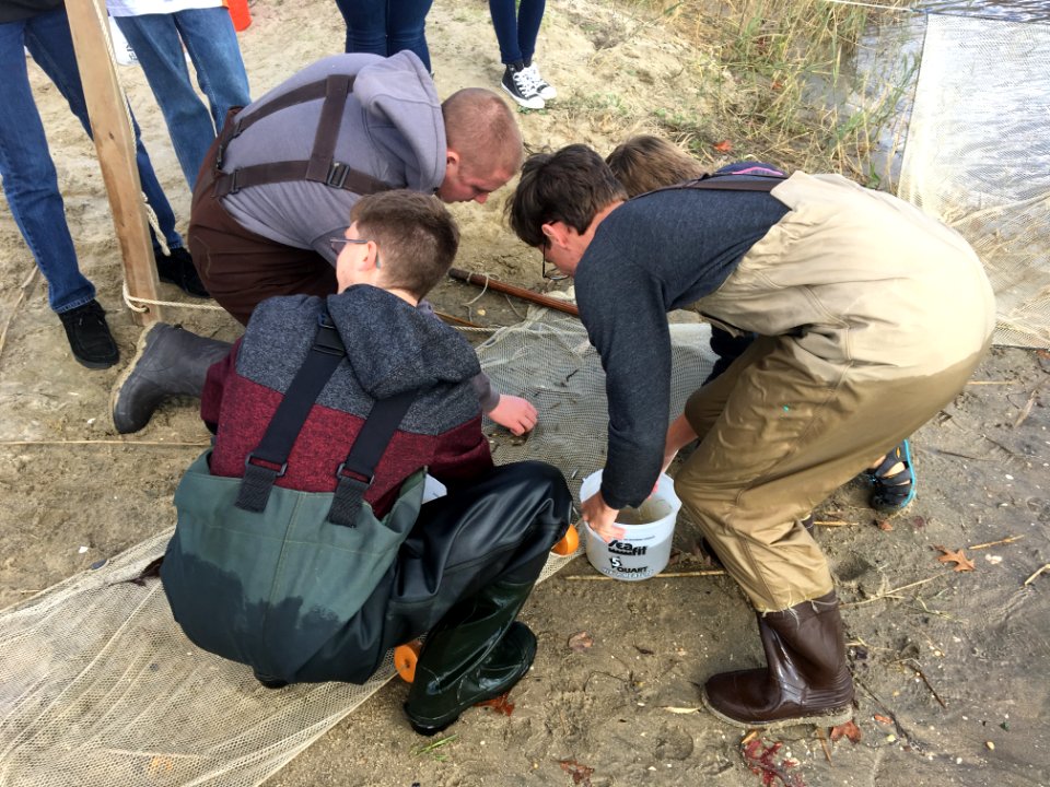 St. Rose High School students seining at Wreck Pond, N.J.