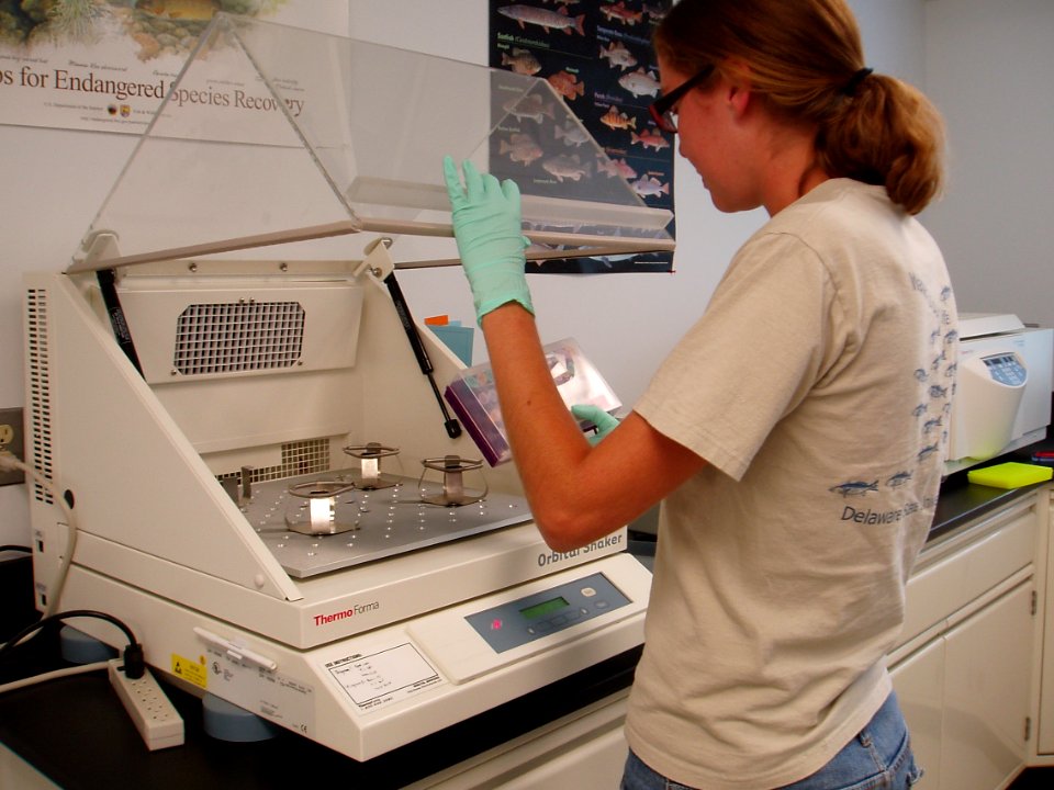 Working in the genetics lab