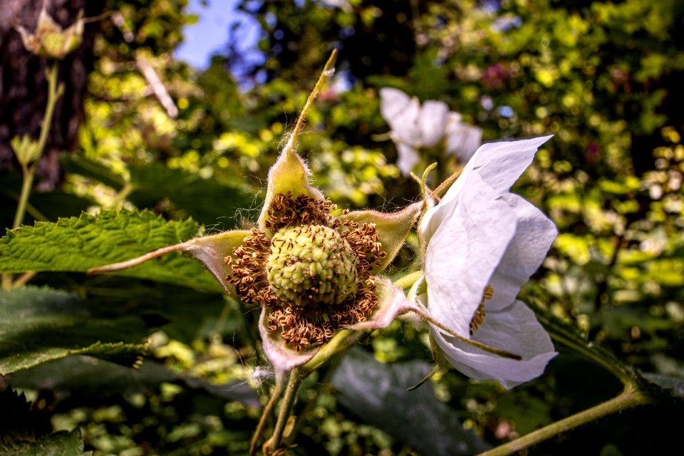 Thimbleberry and Flower