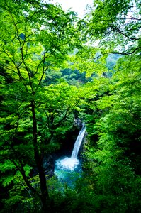 Forest japan light