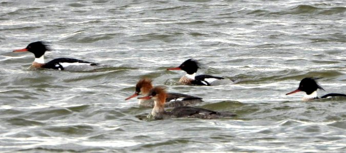 Red-breasted Mergansers at Eastern Neck National Wildlife Refuge