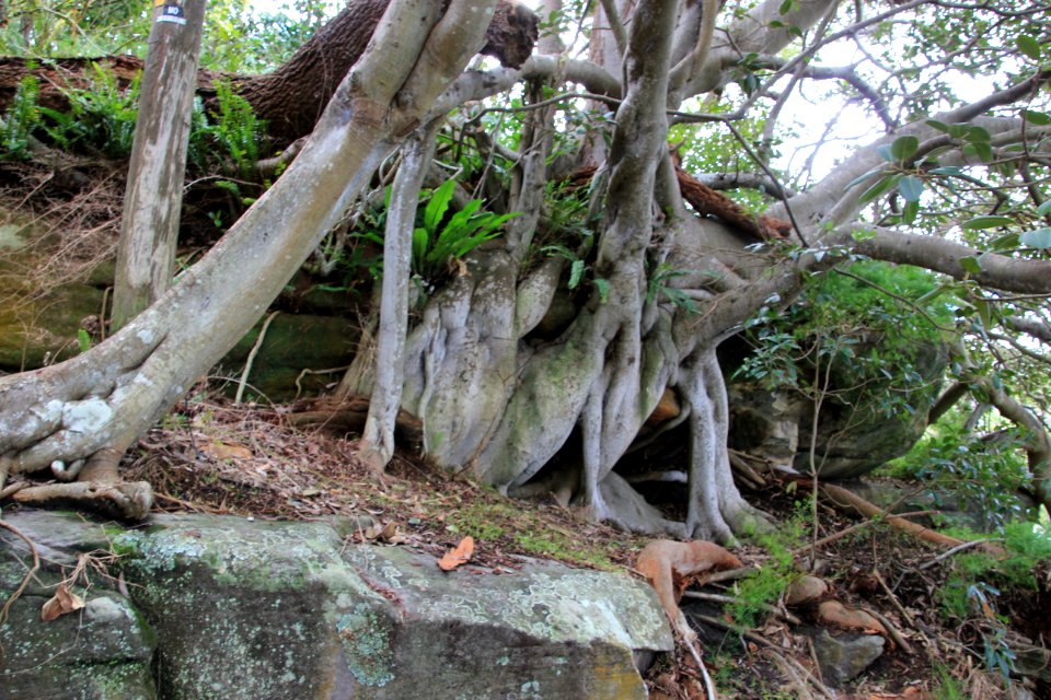 Taronga-Middle-Head-060716-032