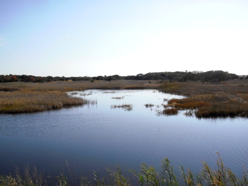 Marsh