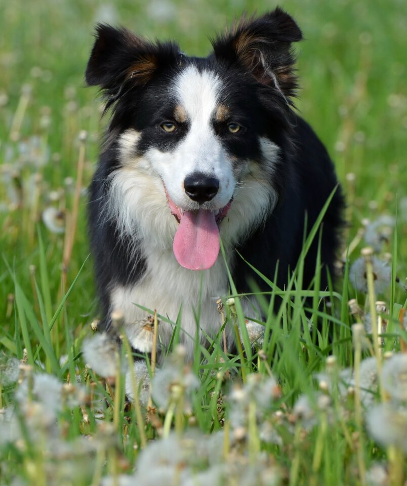 Dog summer dandelion meadow