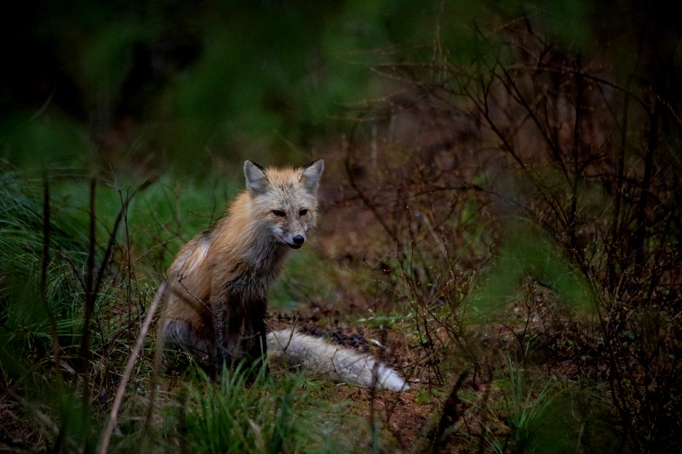 Red Fox (Vulpes vulpes)