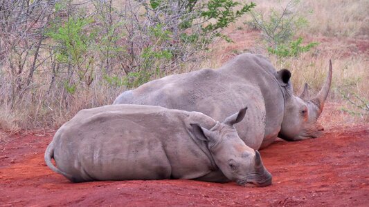 Animals national park wild animal