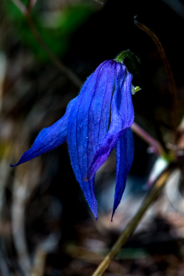 Rocky Mountain Clematis - Clematis occidentalis
