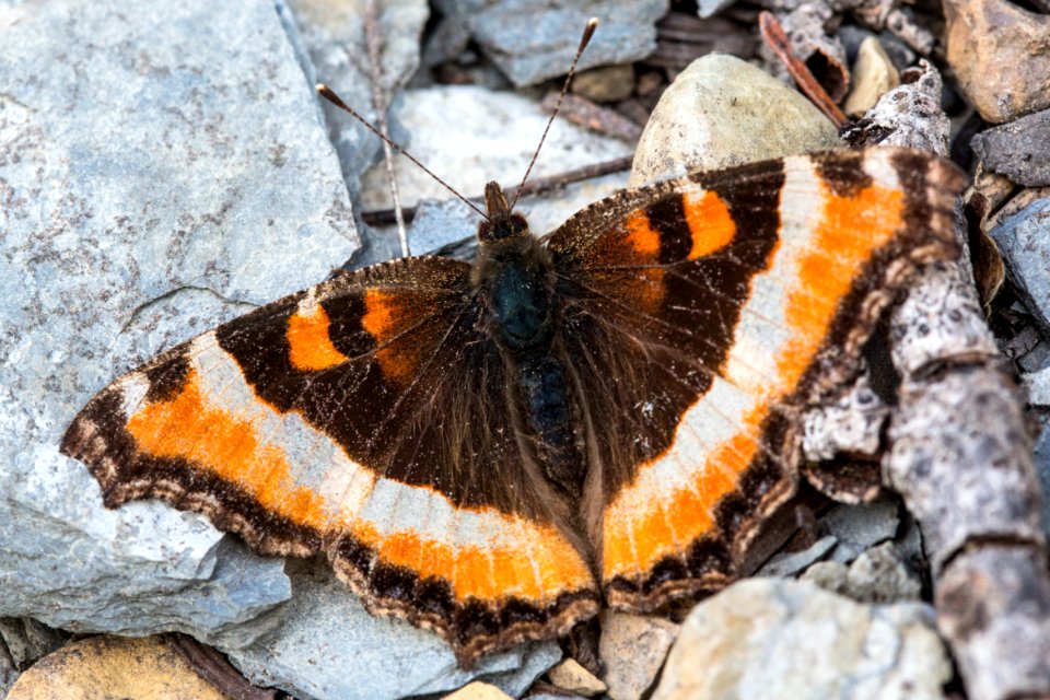 Milbert's Tortoiseshell - Aglais milberti