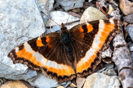 Milbert's Tortoiseshell - Aglais milberti photo