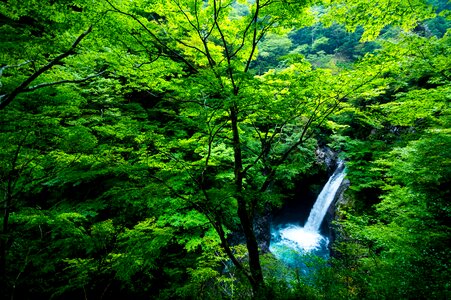 Forest japan light