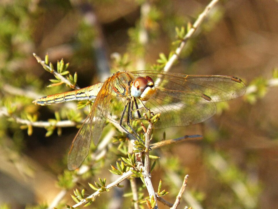 Detail branch wings