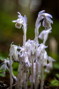 Monotropa uniflora, also known as ghost plant (or ghost pipe), Indian pipe or corpse plant