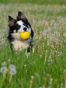 British sheepdog dog summer photo