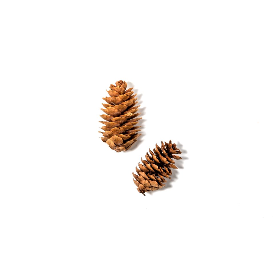 Englemann spruce (Picea engelmannii)