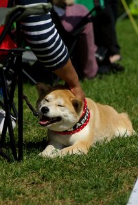Dog show animal puppy