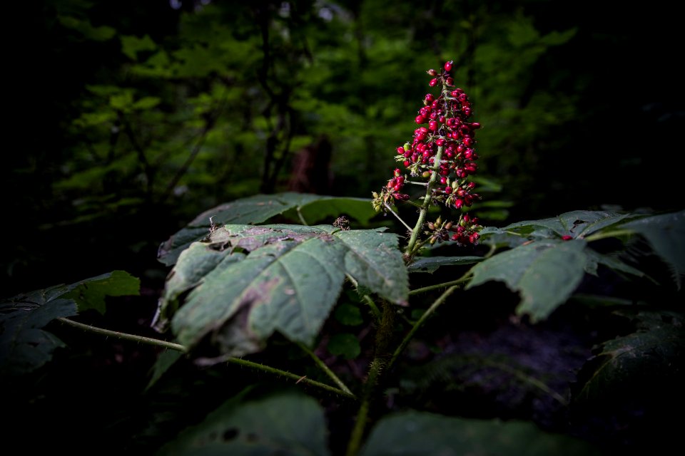 Devil's club or devil's walking stick (Oplopanax horridus)
