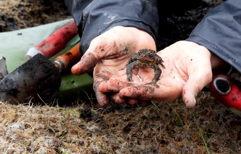 Toad at the Hyde Pond dam removal planting event