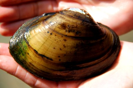 Pocketbook Mussel