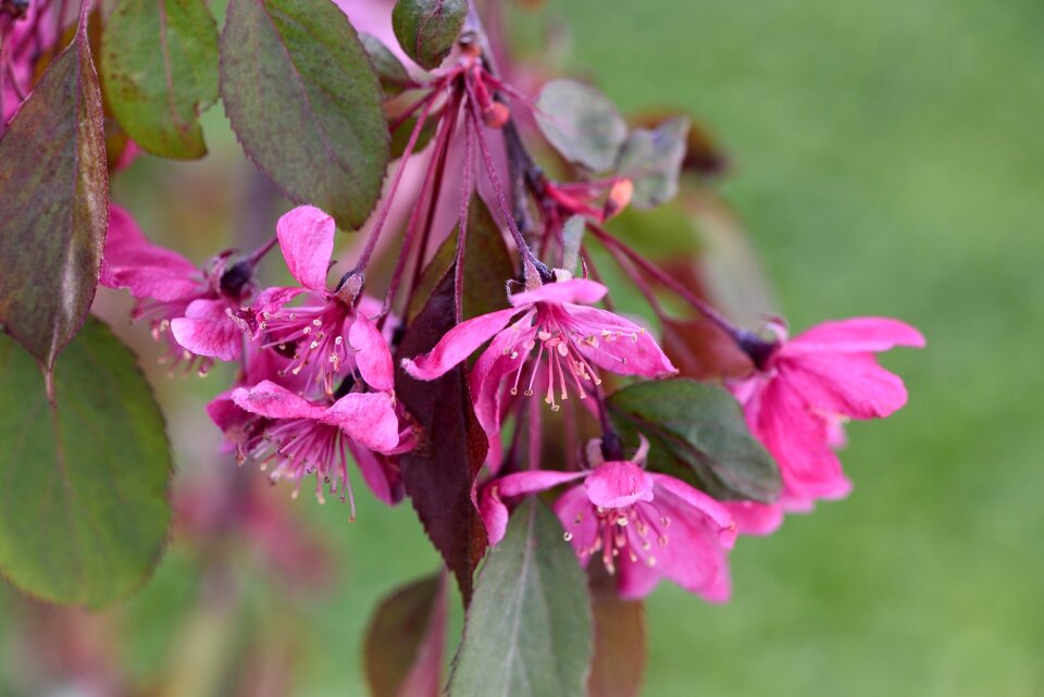 Flowers pink spring