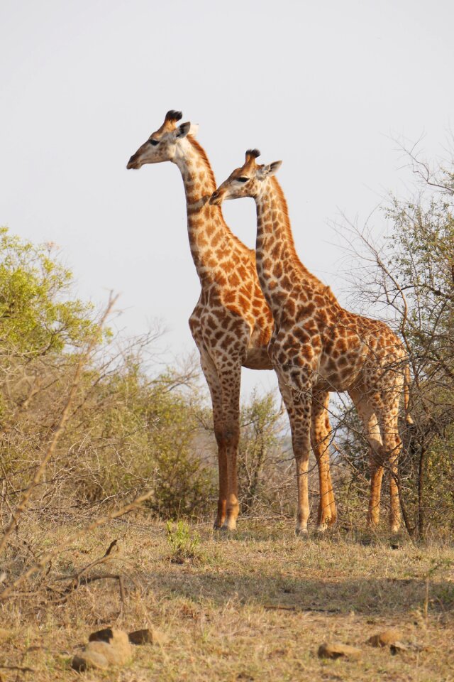 Animals national park wild animal