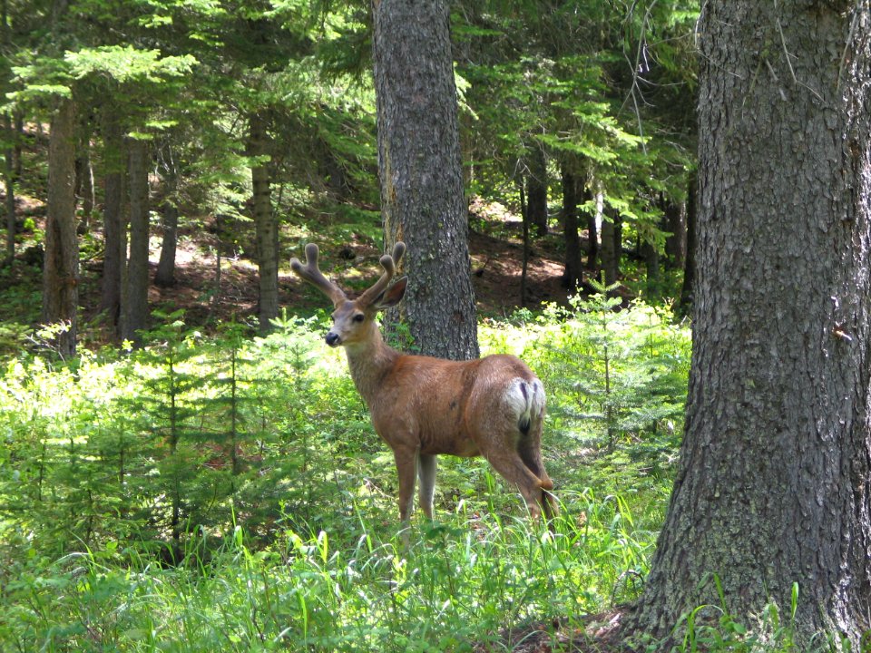 Mule deer buck at Goat Haunt